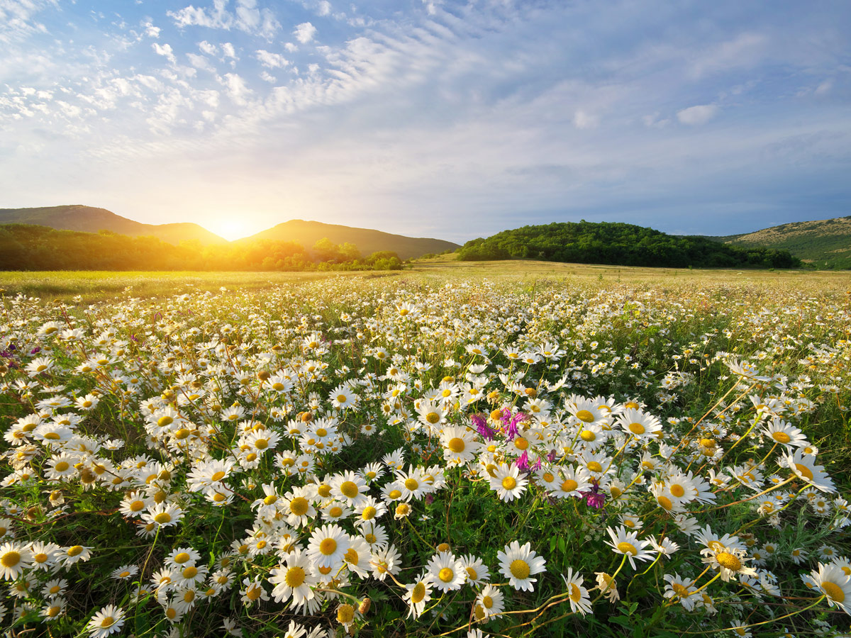 The Promise of Spring